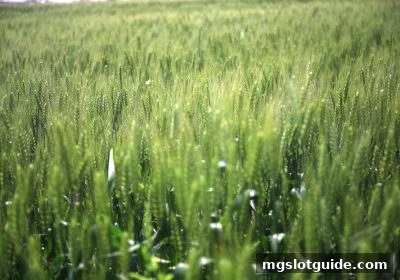 mg电子游戏攻略深度解析：首存奖励全貌与数字货币风向标